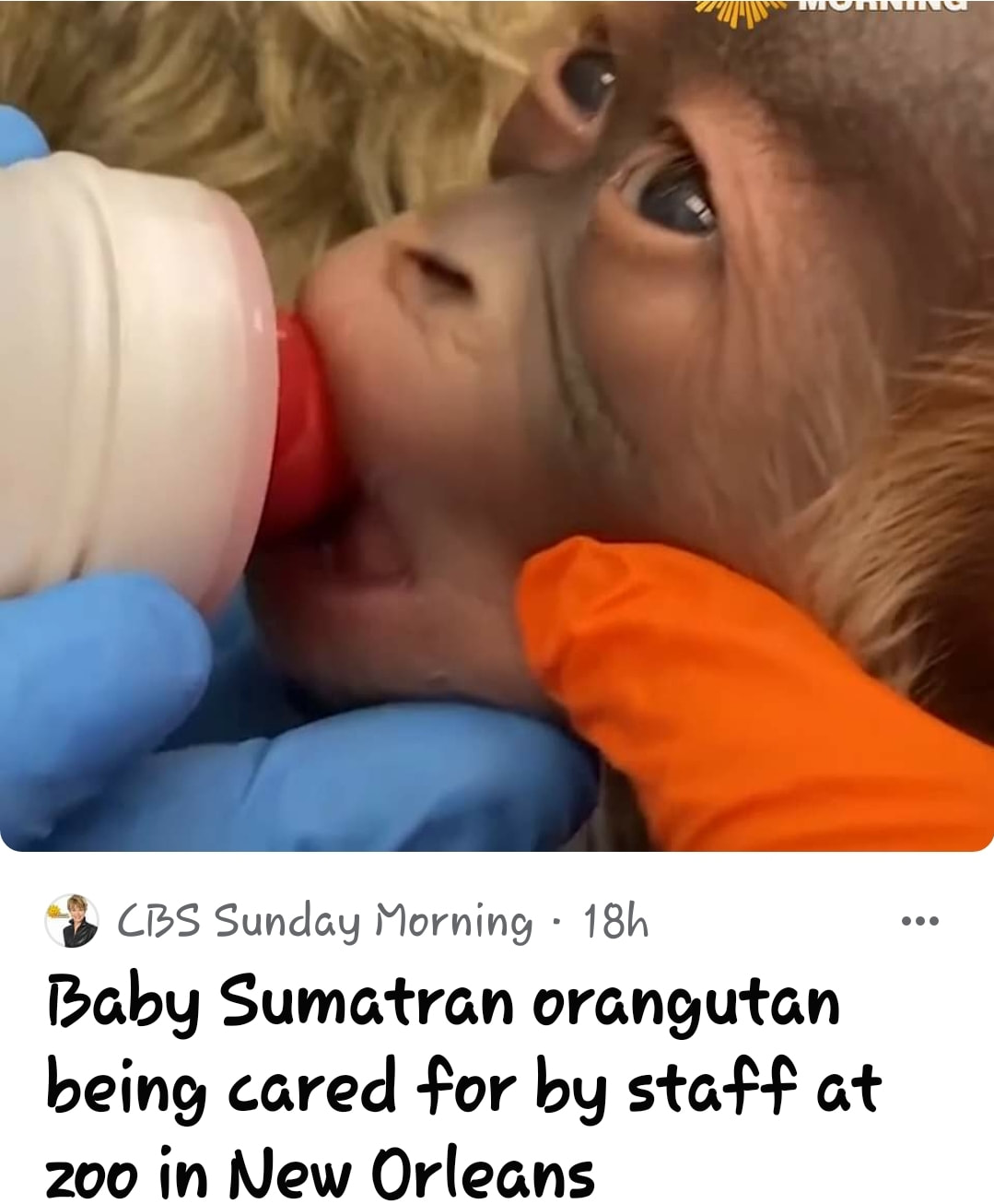 new orleans orangutan